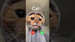 cat catcalling ringtone funny cute catlover bigcat cathumor hilarious cartoon [upl. by Yecac]