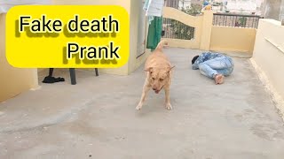 Upendraganideathprankganiviral DEATH PRANK WITH MY DOG GANI [upl. by Eirahcaz]