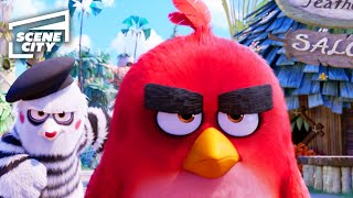 Angry Birds 3D Animation Test by Squeeze Studio Animation [upl. by Eidnalem]