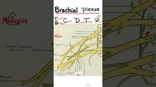 Brachial Plexus of Nerves  in 60 Seconds [upl. by Hilaria]