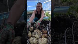 Harvesting Potatoes in Florida [upl. by Turrell]