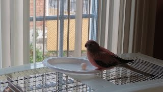 Pink notre perruche de Bourke a pondu un oeuf  Pink our Bourkes Parakeet laid an egg [upl. by Licna860]