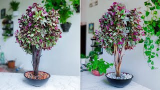 How to Grow Inch Plant Like a Tree Style for Indoor Table top Decoration Plants DecorGREEN PLANTS [upl. by Aeel]