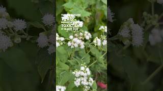 White Snakeroot vs Boneset amp How to Tell the Difference  herbalism plantid toxicplants [upl. by Corydon623]