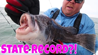 Catching Blackfish Tautog  Fishing for TOGZILLA [upl. by Beichner]