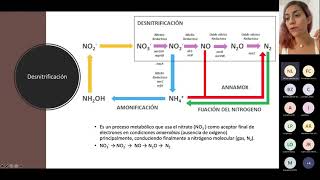 Resumen de procesos aerobios y anaerobios que le suceden a la materia orgánica C N S [upl. by Anpas247]