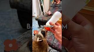 Rescued Baby Raccoon Finds a New Home 🦝❤️  rescue animals [upl. by Calondra]