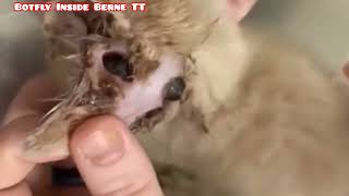 incredible agility of the vet in removing worms from the cats nose ear and eye sensational [upl. by Tiebold]