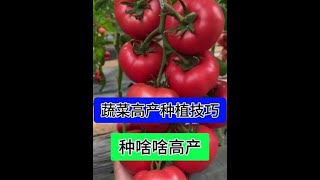 支持三农扶持三农发展 蔬菜种植种菜小技巧 农业种植 在家种菜 种植小技巧 [upl. by Hunsinger]