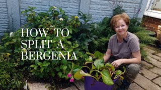 Splitting a Bergenia  how to get more plants for free [upl. by Assilen923]