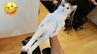 You cant stop laughing at Silly Cats New Funny Cats 2024 🤣 [upl. by Akenaj793]