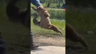 Guy Grabs Sloth Immediately Regrets IT SLOTH ATTACK😂😂 shorts [upl. by Berthe]