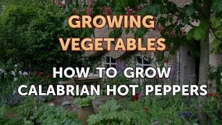 How to Grow Calabrian Hot Peppers [upl. by Demah]