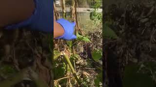 Free Okra Seeds youtubeshort gardenseeds gardenharvest shortsviral okraseeds shortvideos fy [upl. by Doralia100]