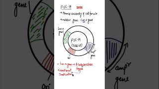 pUC19Plasmid PUC19blue amp white screening shorts biotechnology puc19 bluewhitescreening [upl. by Aciretnahs266]