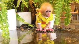 Baby Bibi adapted to wade in water to get banana [upl. by Ahsieker630]