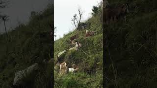 Rural life farmlife farming goat nepal [upl. by Patin]