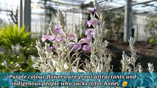 Eremophila nivea Emu bushSnow white OneDayOnePlant floratoskana [upl. by Iand]