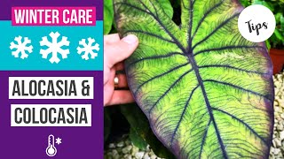 How to care for Colocasia amp Alocasia in winter  winterization [upl. by Nivrad]