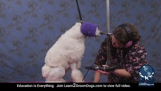 How to Get the Perfect Fluff Dry on a Curly Coated Dog FREE PREVIEW [upl. by Drobman]