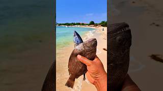 Found dead flatfish and tongkolfish on the beach shorts shortvideo viralshorts [upl. by Bord]