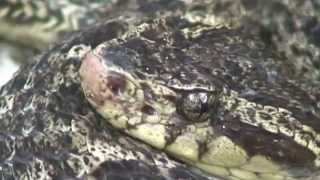 La mapanare Bothrops colombiensis [upl. by Evans]