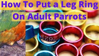 How To Put a Leg Ring On Adult ParrotsBirds leg bandsRing wearing of Cockatiel bird OliPets [upl. by Nesto]