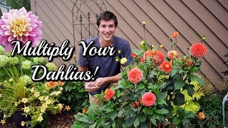 Grow Dahlias From CUTTINGS Easy Propagation Method 🌺 [upl. by Airetnahs]