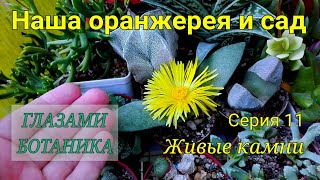 Наша оранжерея и сад — Серия 11 — Живые камни литопсы конофитумы плейоспилосы муирия и другие [upl. by Arraes]