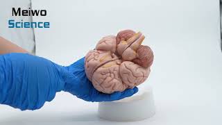 High Simulation Silicone Brain Anatomy Model [upl. by Aizatsana514]