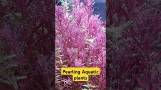 Pearling aquatic plantsshorts shortvideo shortsfeed pearling aquaticplants aquarium [upl. by Hurleigh]