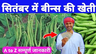 फ्रेंच बींस की खेती  Beans ki kheti kaise Karen  Beans farming in Hindi  green Beans cultivation [upl. by Baum]