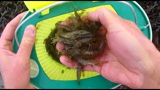 Catching PRAWNS with a Push Net Cook Prepare and Eat Two Ways [upl. by Finlay152]