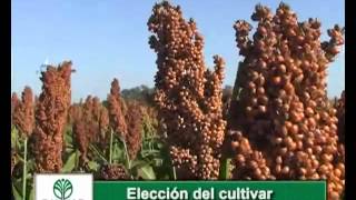 Claves del Sorgo en 4 minutos [upl. by Arelus]