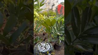 Zamia palm indoor plant airpurifiers viralvideo home shorts short indoorplants [upl. by Illa]