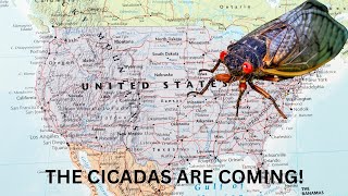 Cicadas Are Coming In The Billions [upl. by Ellenohs]