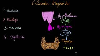 Glande thyroide  Docteur Synapse [upl. by Ailed]