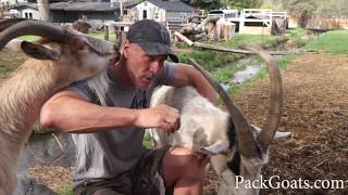 Pack Goat Personalities [upl. by Klingel]