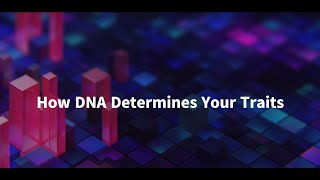 How DNA Determines Your Traits [upl. by Anitsuga]