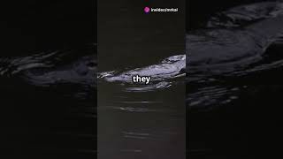 Mind Blowing Facts About Platypuses wildanimalwatching wildlifewatch wildlifeanimals animals [upl. by Ynetruoc]