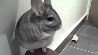 Kimchi the Chinchilla playing [upl. by Ahseneuq]