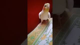 Cockatiel singing September birdsinging shortsviral trending september [upl. by Branca]