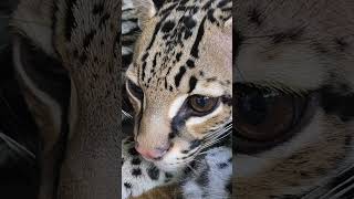 Ocelote  leopardus pardalis animals felinos interesante ocelote leopard [upl. by Netsirk]