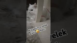 Kış gelince yelek giyilir 🤣 cat kedivideoları shortvideo catlover catshorts hayvanlar [upl. by Eneres]