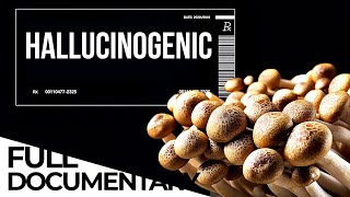 Magic Medicine The Possible Effect of Mushrooms Treating Depression  ENDEVR Documentary [upl. by Sami]