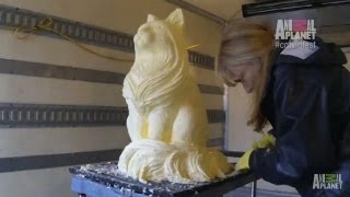 A Cat Sculpture Made out of Butter  Internet Cat Video Festival [upl. by Boyd]