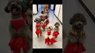 Dancing Poodles cute cutedog pets cutedogs funnyanimals poodle cute cutepets cutepet [upl. by Nirrol]