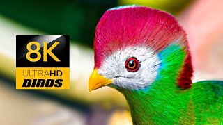 4K AFRICAN BIRD TAURACO LEUCOTIS OR WHITE CHECKED TURACO Menelikornis leucotis [upl. by Esinej]