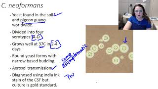 Cryptococcus neoformans [upl. by Noel]