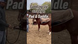 🌟SUBSCRIBE MankinsPerformanceHorses coltstarting riding horses fyp saddle horsevideo pad [upl. by Adnerb]